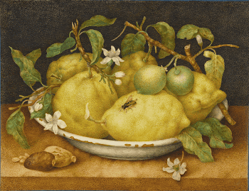 Still Life with Bowl of Citrons; | Free Photo - rawpixel