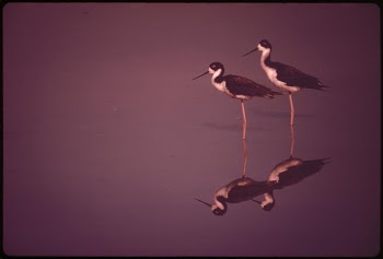 Stilt birds live protected in Kanahe | Free Photo - rawpixel