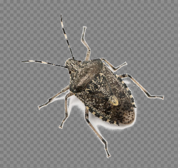 Stink Bug PNG Download Image