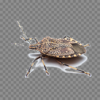 Stink Bug PNG Free Download