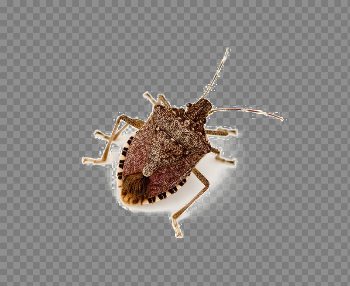 Stink Bug PNG Image