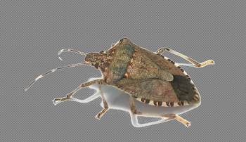 Stink Bug PNG Image Background