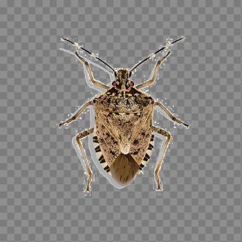 Stink Bug PNG Transparent Image