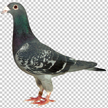 Stock Dove Racing Homer Homing Pigeon Columbidae Bird PNG, Clipart ...