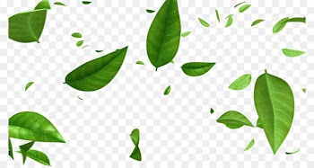 Stock footage Image Leaf Green Video - Leaf 
