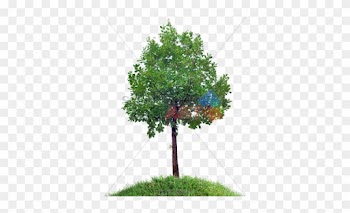 Stock Photo Of Small Oak Tree On Grassy Hill Against - Trees Bushes
