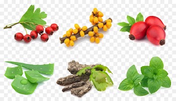 Stock photography Clip art - Mint leaf 