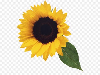 Stock photography Clip art - Sunflower with Leaf Clipart 