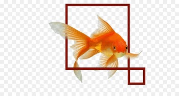 Stock Photography, Common Goldfish, Aquarium, Goldfish, Fish PNG
