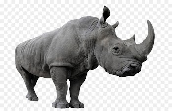 Stock photography Euclidean vector Shutterstock - Huge rhino 
