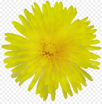 Stock photography Illustration Flower Dandelion Vector graphics -  