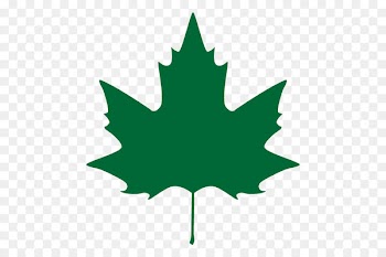 Stock photography Illustration Leaf Vector graphics Maple -  