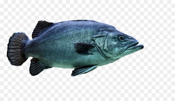 Stock photography Image Alamy Graphics - fish 