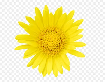 Stock photography Image News Graphics - daisy pictogram 
