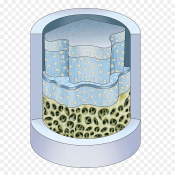 Stock photography Image Royalty-free Illustration - cartilage illustration 