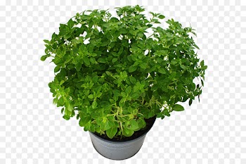 Stock photography Image Stock illustration Flowerpot Portable Network Graphics - floorplan filigree 
