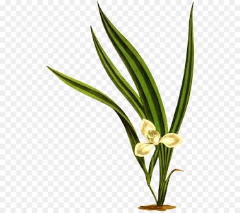 Stock photography Leaf Image Clip art - rica graphic 
