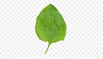 Stock photography Leaf Image Royalty-free - leaf 
