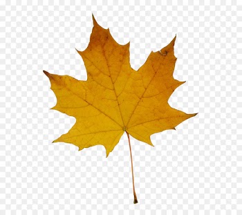 Stock photography Maple leaf Fotosearch - leaf 