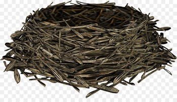 Stock photography Nilgiri tea Image Dianhong - tea 