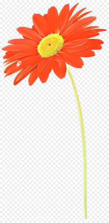 Stock Photography, Photography, Art, Barberton Daisy, Gerbera PNG