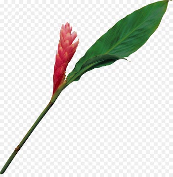 Stock Photography, Photography, Fotosearch, Flower, Flowering Plant PNG