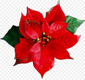 Stock photography Poinsettia Image Royalty-free Illustration -  