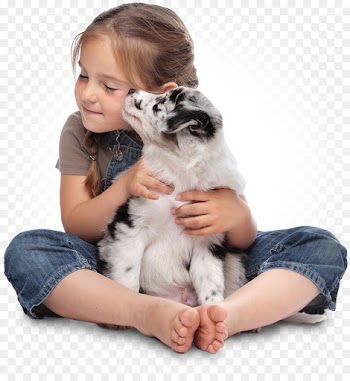 Stock Photography, Puppy, Girl, Mammal, Vertebrate PNG