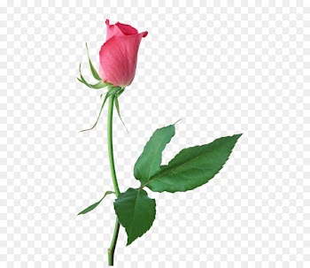 Stock photography Rose Clip art Image stock.xchng - storm 