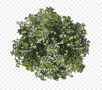 Stock photography Royalty-free Tree Image Illustration - tree 