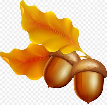 Stock Photography, Royaltyfree, Acorn, Yellow, Orange PNG