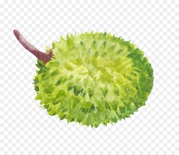 Stock Photography, Royaltyfree, Durian, Grass, Plant PNG