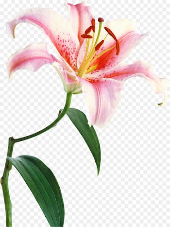 Stock Photography, Royaltyfree, Lily, Flower, Flowering Plant PNG