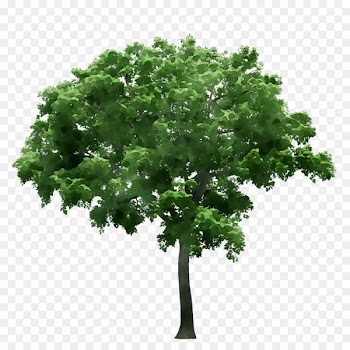 Stock photography stock.xchng Royalty-free Image Tree -  