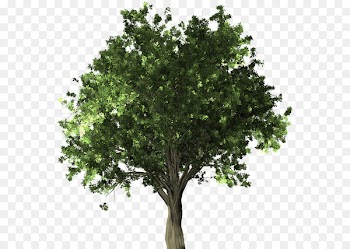 Stock photography stock.xchng Tree Royalty-free Image - baik graphic 