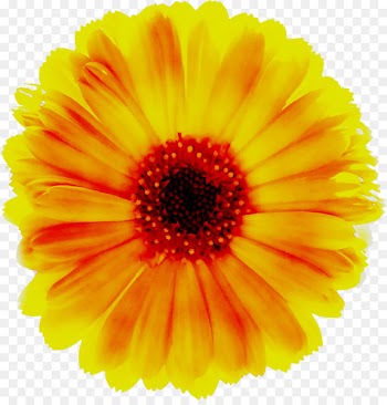 Stock photography Transvaal daisy Depositphotos Royalty-free Yellow -  