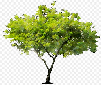 Stock photography Tree Royalty-free stock.xchng Scarlet oak -  
