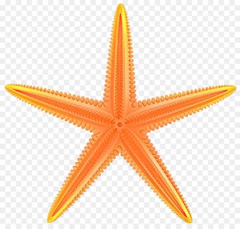 Stock Photography, Tshirt, Top, Starfish, Echinoderm PNG