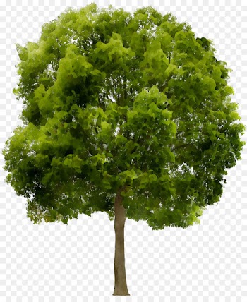 stock.xchng Clip art Tree Portable Network Graphics Image -  
