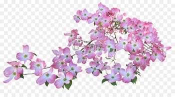 stock.xchng Flowering dogwood Illustration Royalty-free Floral design - flowering dogwood leaves 