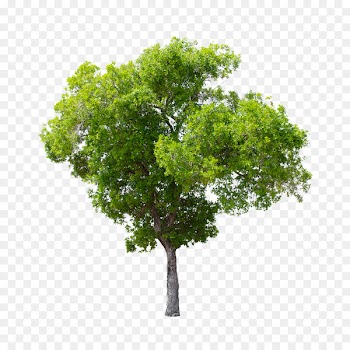stock.xchng Stock photography Tree Deciduous Portable Network Graphics - tree 