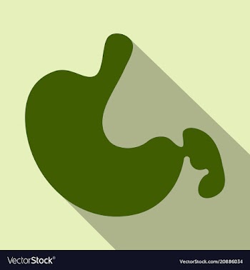 Stomach icon human internal organs symbol vector image