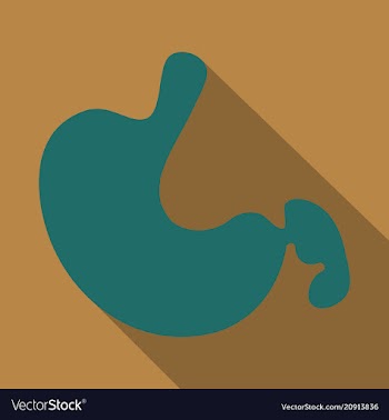 Stomach icon human internal organs symbol vector image
