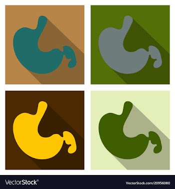 Stomach icon human internal organs symbol vector image