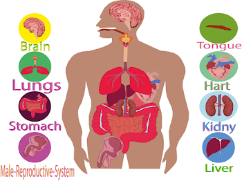Stomach Of Human body