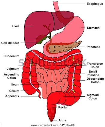 Stomach Of Human body