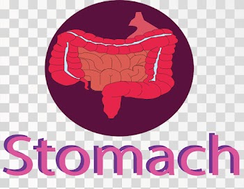 Stomach Of Human Body