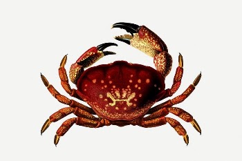 Stone crab clipart, vintage sea | Free PSD Illustration - rawpixel