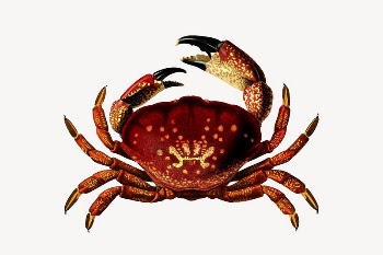 Stone crab clipart, vintage sea | Free Vector Illustration - rawpixel