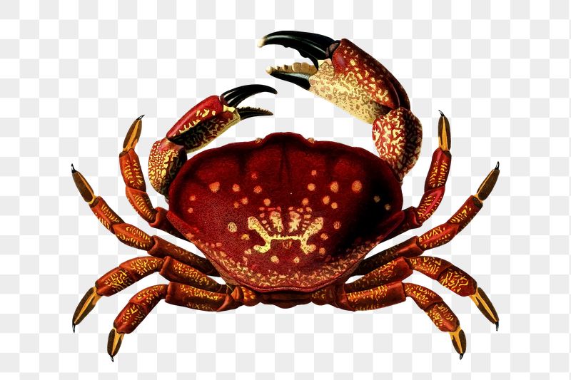 Stone crab png sticker, vintage | Free PNG - rawpixel